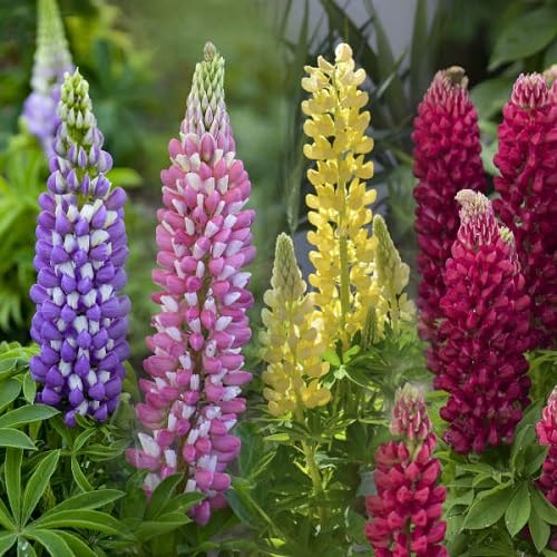 Mix Lupine Flower Seeds