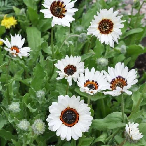 White Venidium Fastuosum Flowers Seeds