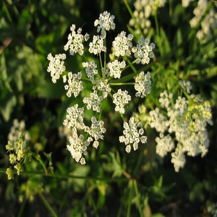 White Skirret Flower Seeds