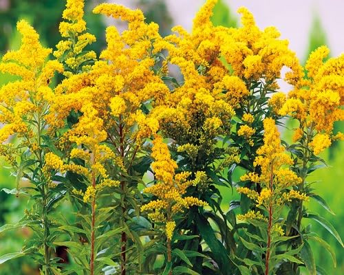 Yellow Solidago Flower Seeds