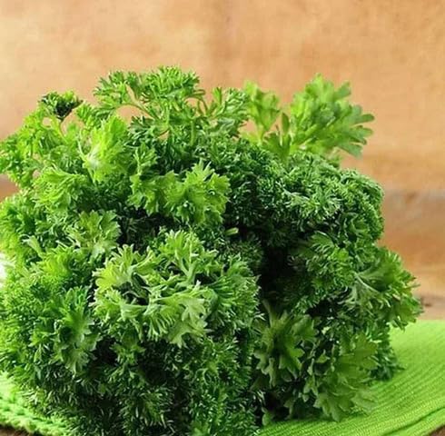 Green Kale Curled vegetable seeds - Heirloom, Organic, Non Gmo Garden Seeds for kitchen garden planting