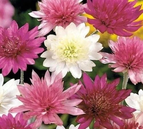 Mixed Xeranthemum Flower Seeds