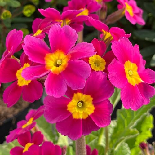 Pink Yellow Primula Flower Seeds