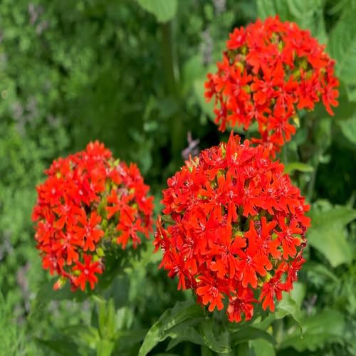 Lychnis Flower Seeds