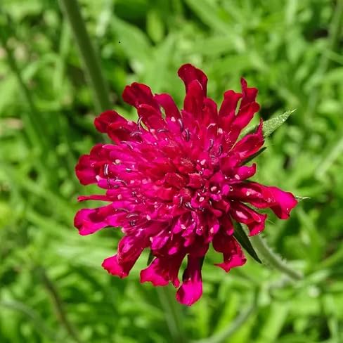Macedonica Flower Seeds