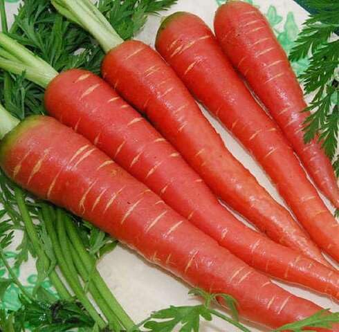 red carrot vegetable seeds