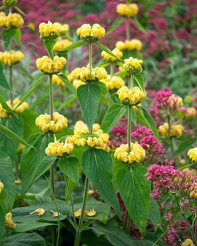 Yellow Phlomis Flower Seeds
