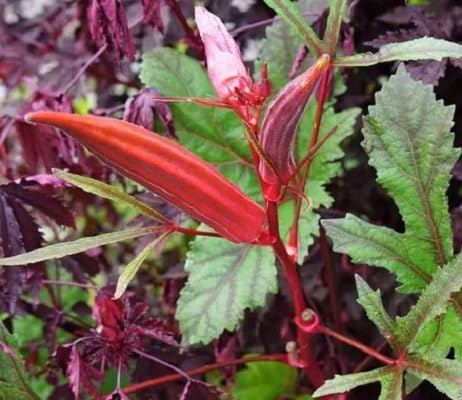 Red Abelmoschus Esculentus vegetable seeds - Heirloom, Organic, Non Gmo Garden Seeds for kitchen garden planting