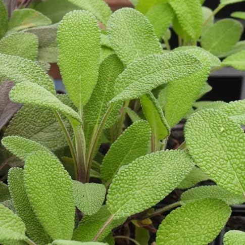 Kalimeris Indica vegetable seeds for Home Gardening, Organic Raised Bed Garden Favorite for kitchen garden planting