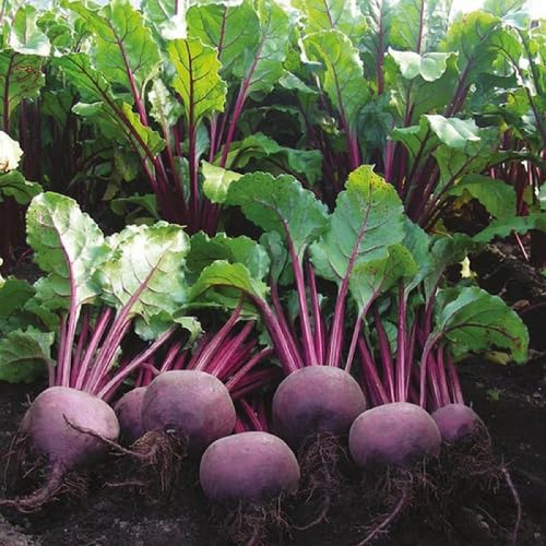 Purple Beetroot vegetable seeds - Heirloom, Organic, Non Gmo Garden Seeds for kitchen garden planting