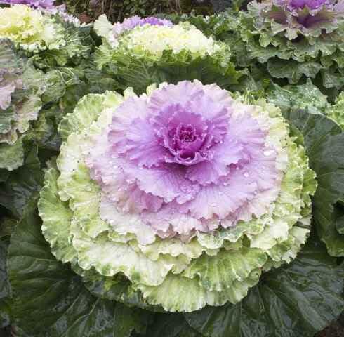 Purple Green Kale vegetable seeds for Home Gardening, Heirloom, Non-GMO, High Germination for kitchen garden planting