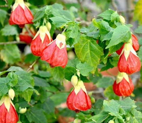 Abutilon Flower Seeds