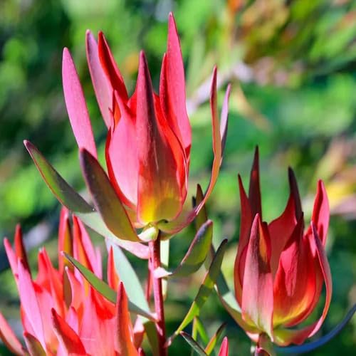 Red Leucadendron Salignum Flower Seeds