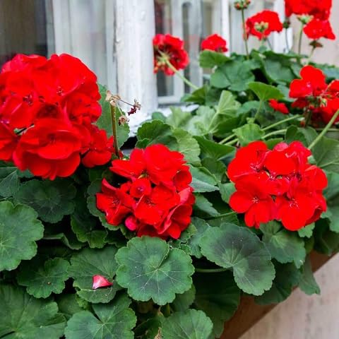 Geranium Pelargonium Flower Seeds