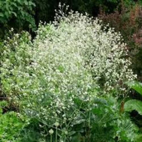 White Crambe cordifolia Flower Seeds