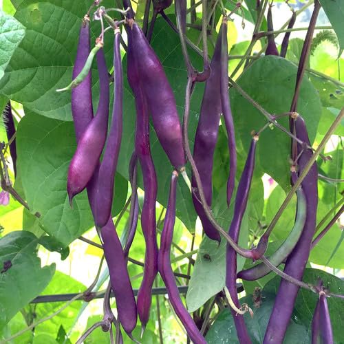 Purple String Beans vegetable seeds for Home Gardening, Heirloom, Non-GMO, High Germination for kitchen garden planting