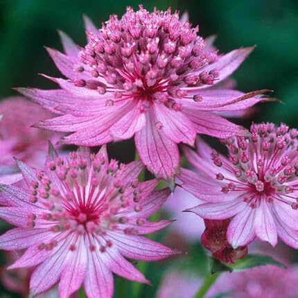 pink astrantia flower seeds