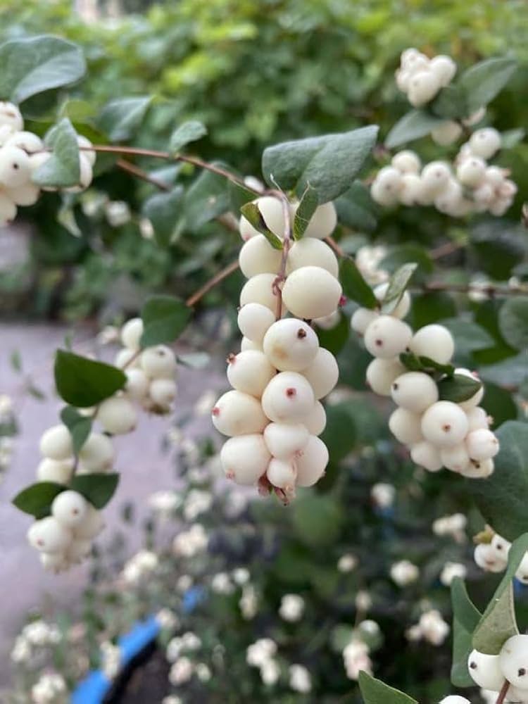 White Currant True Champagne Berry