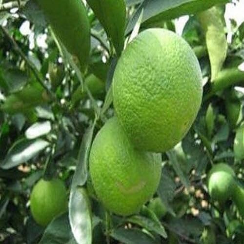 Green Calamansi Fruit Seeds Nutrient Rich Harvest Selection for Patio and Balcony Gardens