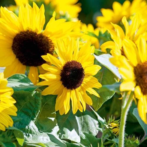 Yellow Sunflower Seeds