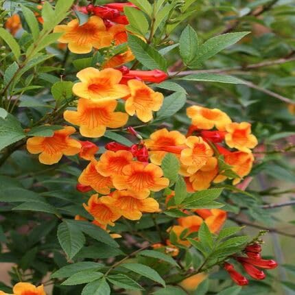 Orange Tecoma Flower Seeds