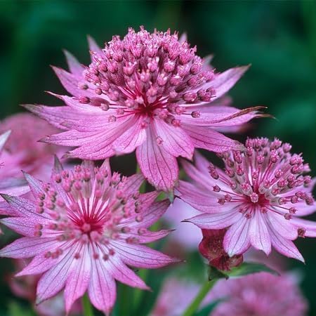 Pink Masterwort Flower Seeds