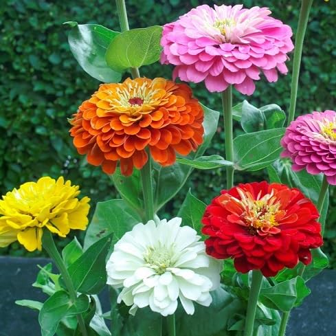 Zinnia Flower Seeds