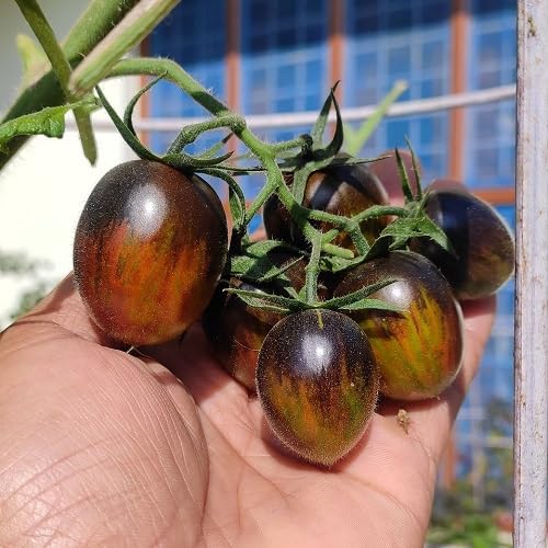 Tomato Plant Seeds vegetable seeds - Heirloom, Organic, Non Gmo Garden Seeds for kitchen garden planting