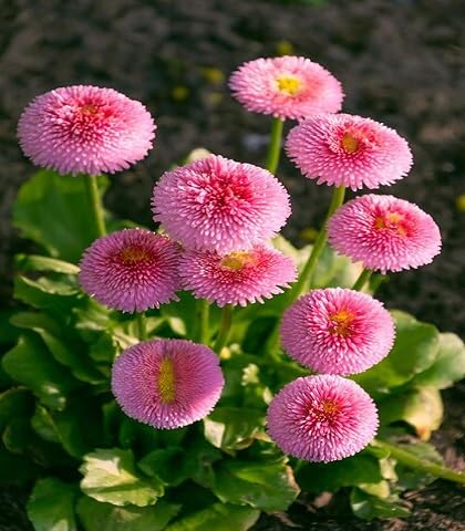 Pink Bellis Pomponette Flower Seeds