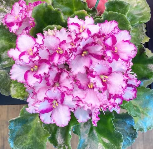Pink White Saintpaulia Flower Seeds