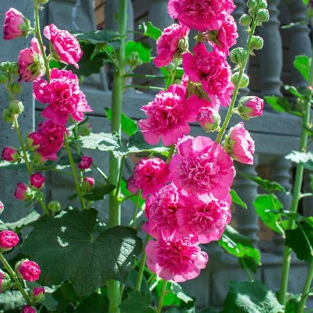 Pink Double Hollyhock Flower Seeds