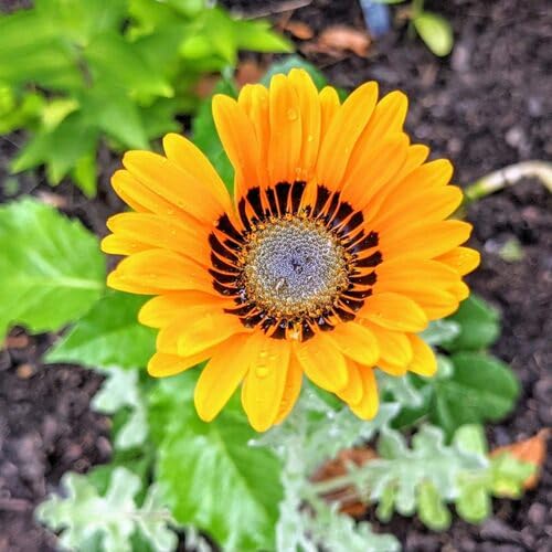 Yellow Venidium Flower Seeds
