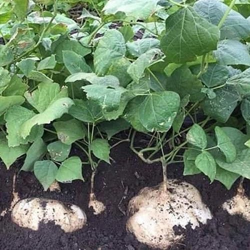 Green Jicama Vegetablet Seeds,green vegetable seeds - Heirloom, Organic, Non Gmo Garden Seeds for kitchen garden planting