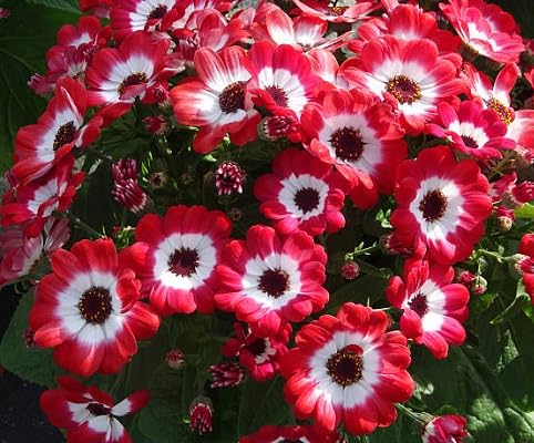 Red Cineraria Flower Seeds