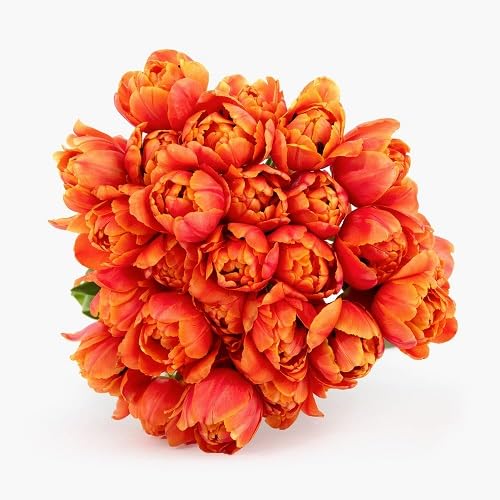 Orange Peony Flowers Seeds