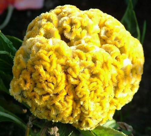 Yellow Cockscomb Flower Seeds