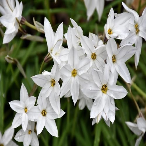 White Ipheion Flower Seeds