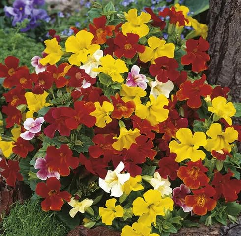 Mix Marigold Flower Seeds