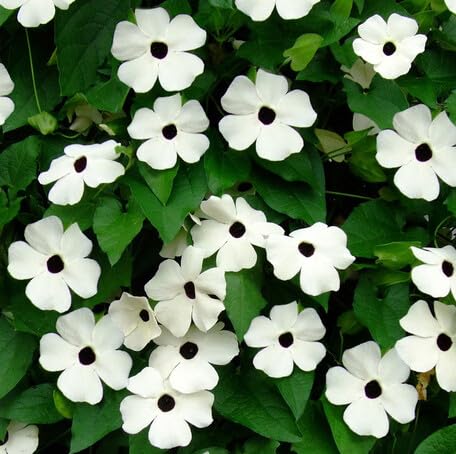 White Thunbergia Flower Seeds