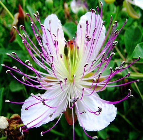 White Violet Capparis Flower Seeds
