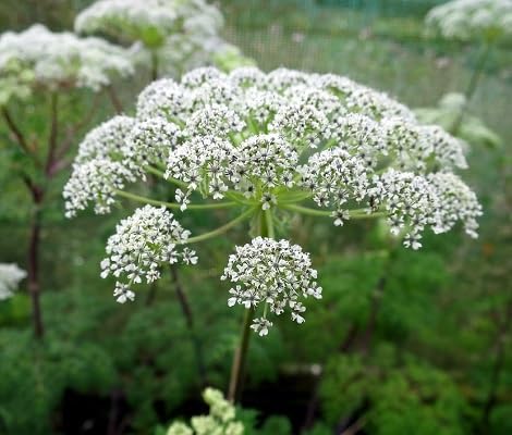 Selinum Wallichianum Flower Seeds