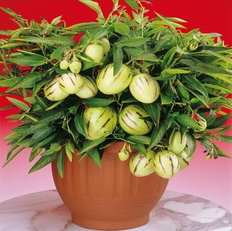 Green Pepino fruit seeds for organic garden planting