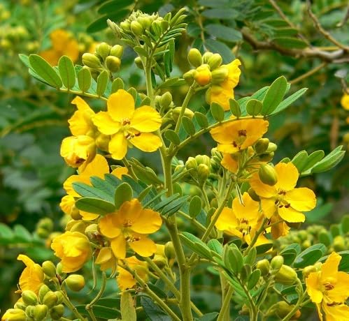 Yellow Retama Flower Seeds