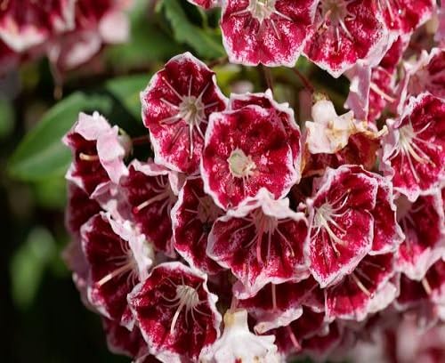 Red Laurel Flower Seeds