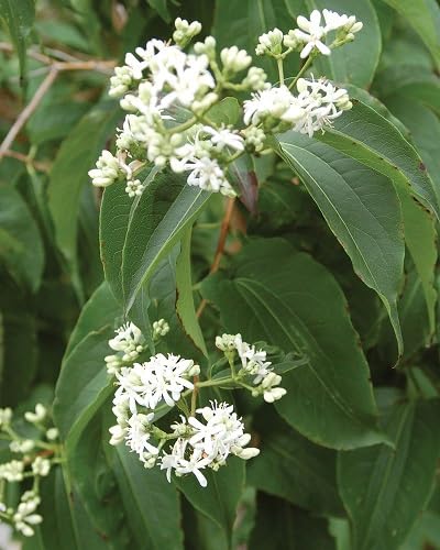 Heptacodium miconioides Flower Seeds