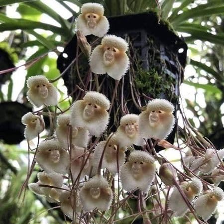 White Monkeyface Orchid Flower Seeds