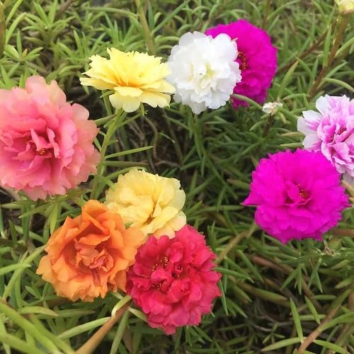 Mixed Moss Rose Flowers Seeds