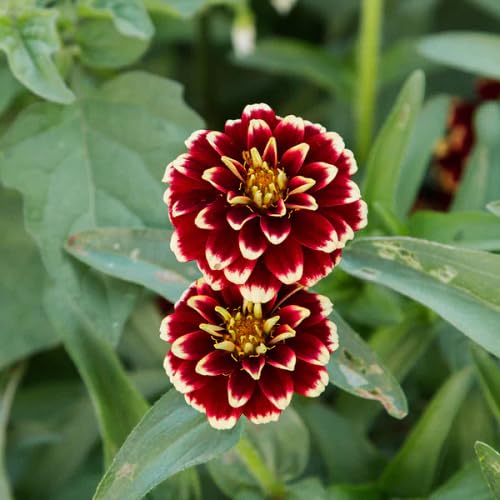 Yellow Maroon Rudbeckia Flower Seeds