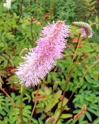 Pink Pale Sanguisorba Flower Seeds
