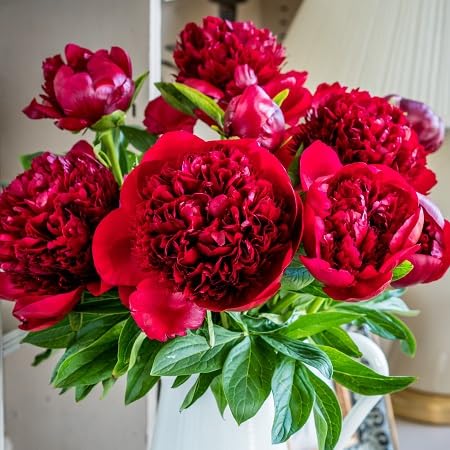Red Double Peony Flower Seeds